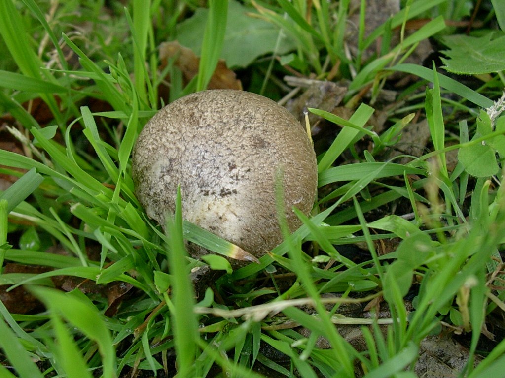 1325 Aprile vecchio ritrovamento